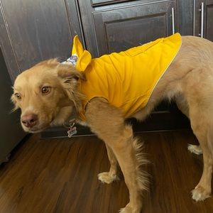 Doggie Raincoat